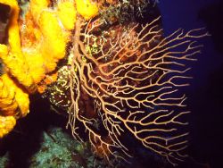 This is a great picture that shows just how resilient cor... by Allyssa Arnold 